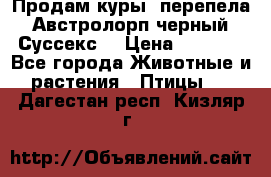 Продам куры, перепела. Австролорп черный. Суссекс. › Цена ­ 1 500 - Все города Животные и растения » Птицы   . Дагестан респ.,Кизляр г.